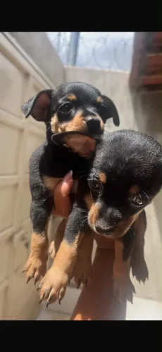 Cachorros Pinscher (Macho)