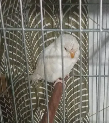 Animal de estimação à venda