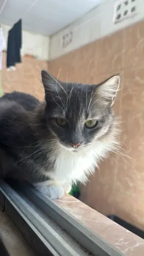 Gatos para adoção