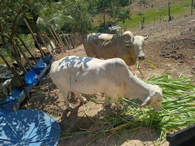 Boi, Vaca e Porcos