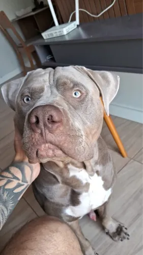 American bully standard ( adoção responsável)