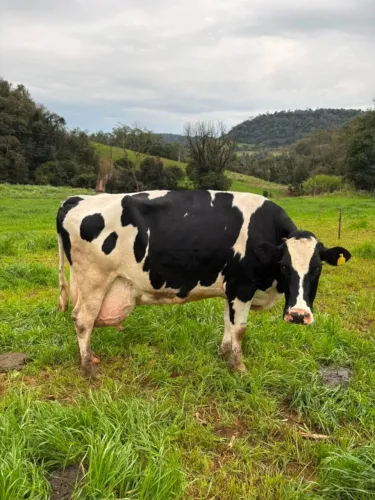 Vacas novilhas