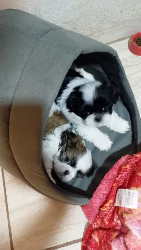 Vendo filhotes da raça Shih-Tzu ?