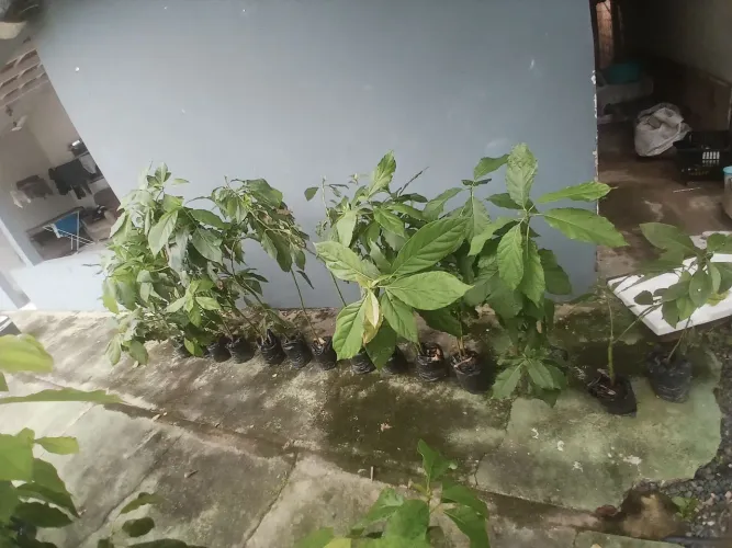 plantas