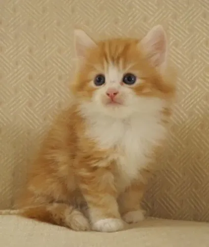 Lindos Gatinhos Angoras Filhotes 