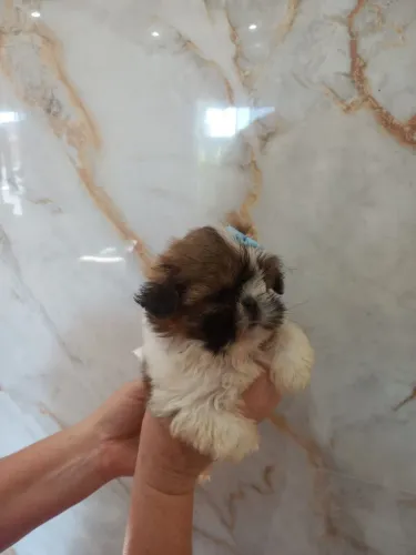 Machinho de mini shih-tzu