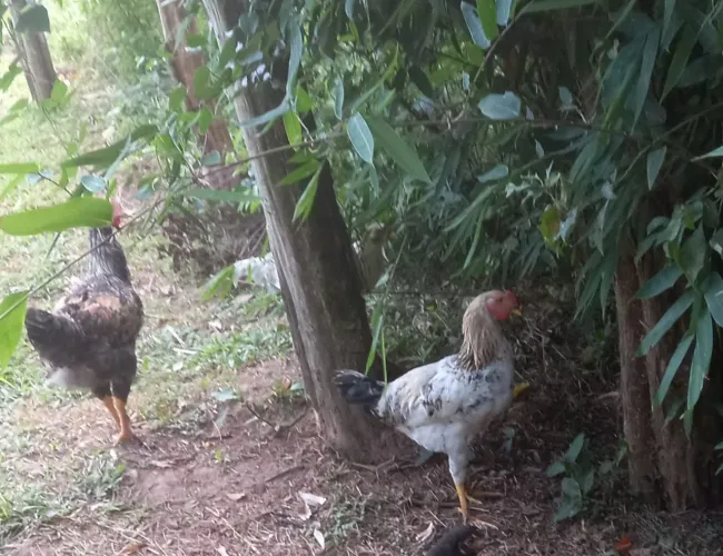 Vendo frangos e tambem um galo 