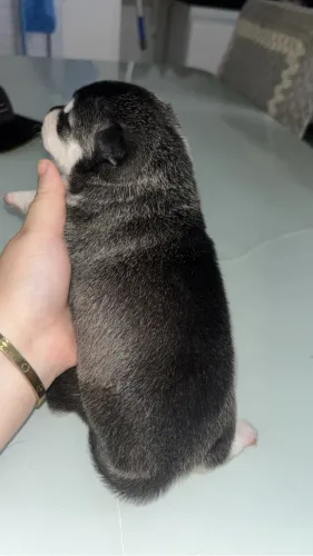Husky siberiano com vira lata