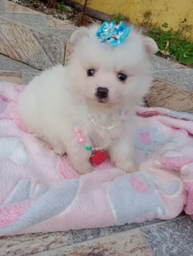 Spitz alemão Anã fêmea, com pedigree contrato entregamos em 10x 
