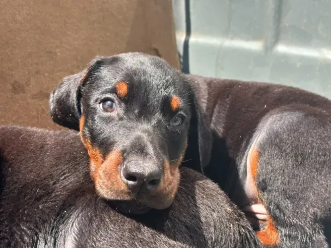Doberman Europeu