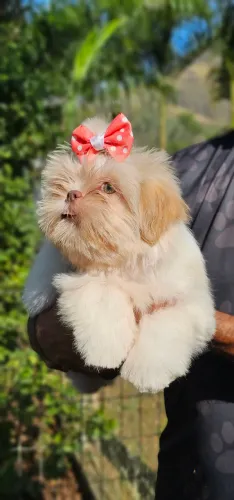 Shih-tzu Femea Olhos Claros
