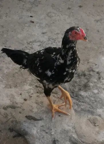 FRANGO ÍNDIO PURO