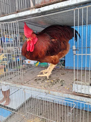 Galo da raça Rhode island (poedeira)