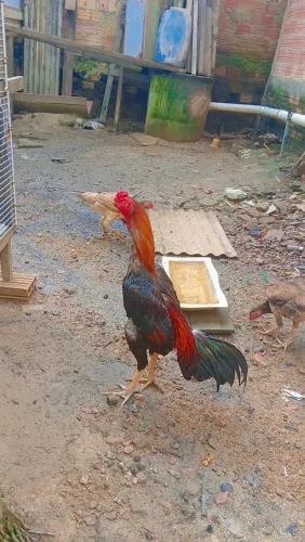 Galo indio