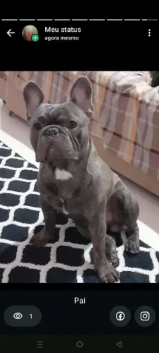 Vendo padriador de Bulldog francês com tds as vacinas
