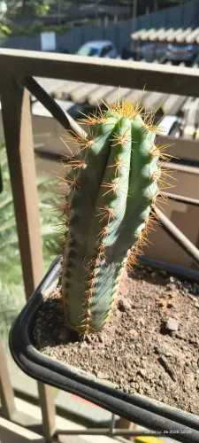 Cacto Azul (Flor Amarela)