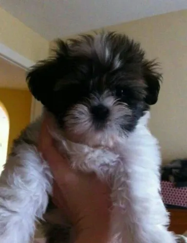 Shih Tzu adorável