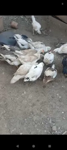 Vendo pato fêmea 30 reais