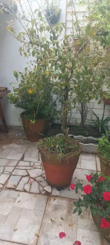 Vaso de barro grande com pitangueira