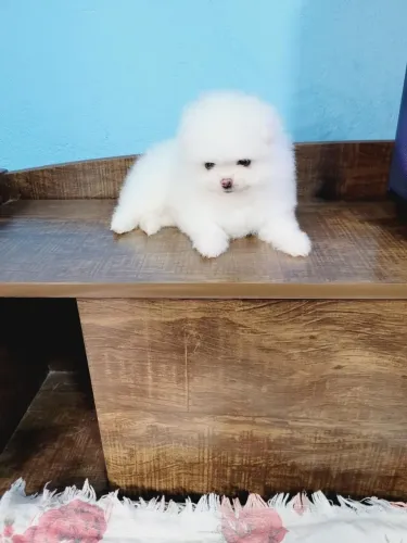 Spitz alemão