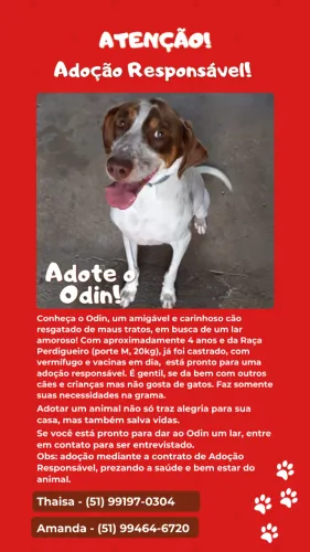 Adoção Responsável! Odin procura um lar!