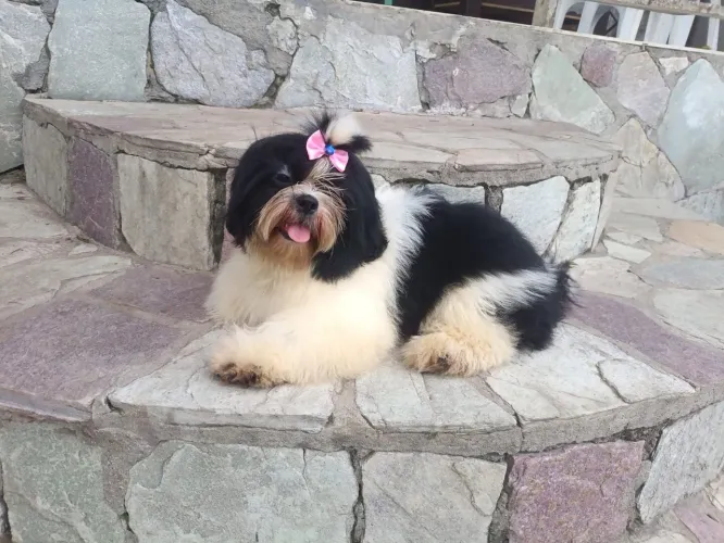 Shihtzu Fêmeas Jovens