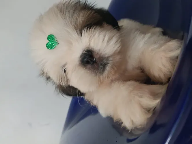 VENDO FILHOTE SHIH TZU FÊMEA