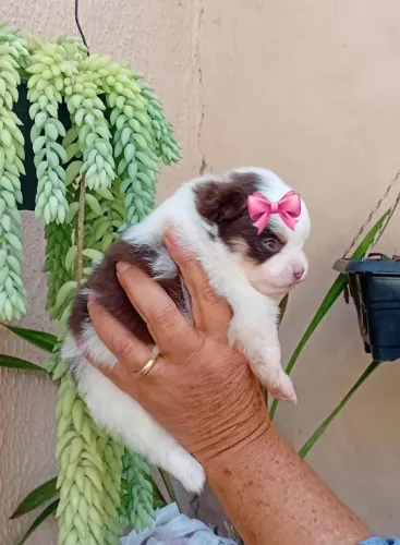 Lulu da pomeranea anao femea com 52 dias vermifugada