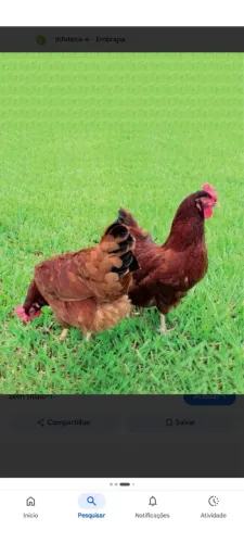 Galinha