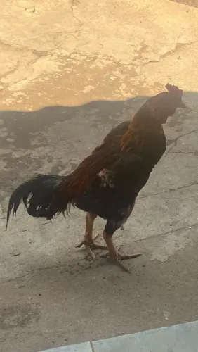 Galo indio