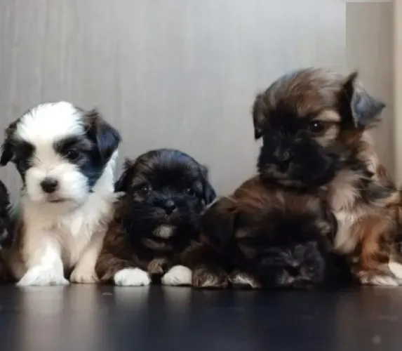 POODLE X MALTES O amor da sua vida está te esperando aqui. Zap 9.975I.649I