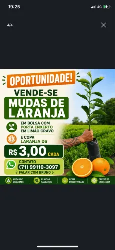 Mudas de Laranja 