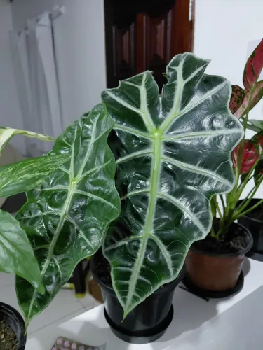 Plantas