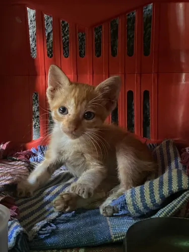 Adoção de Gatinho filhote - 1 mês de vida
