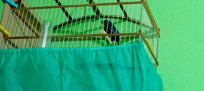 Vendo bebedouro na mão