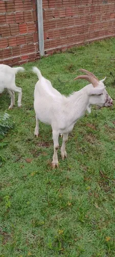 Cabras e bode da raça SAANE