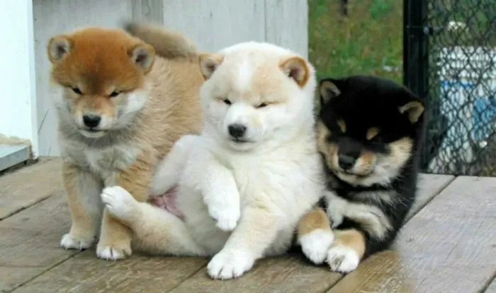 Shiba Inu Filhotes 