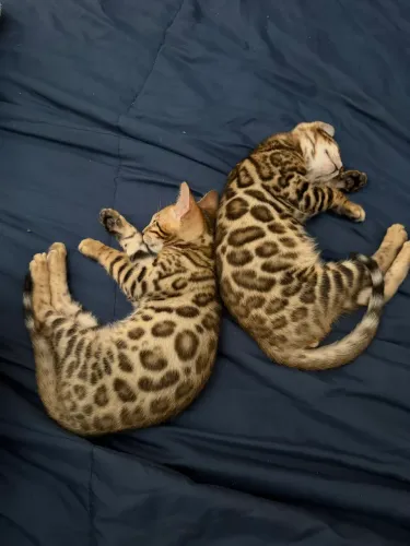 Gato Bengal com quase 4 meses