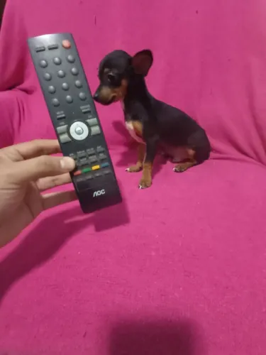 Pinscher zero macho com 4 mês pai e mãe zero