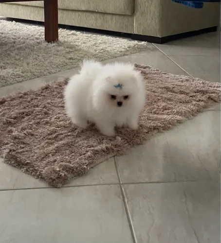 Spitz alemão anão ursinho