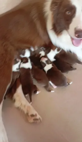 Border collie