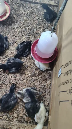 Pintinhos da raça Mura com 20 dias valor unitário r$ 50