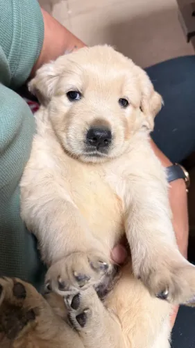 Golden retriever (macho e fêmea )