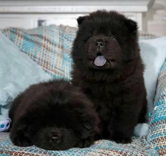 chow chow Criados com atenção