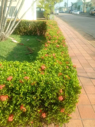Servicos de poda e Jardinagem em geral
