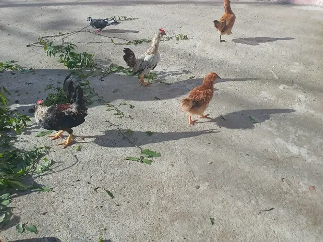 Galo pra criação da raça Garnizé