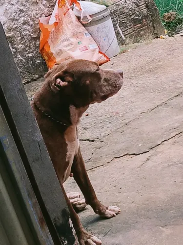 Quero doar esse Pitbull totalmente manso 
