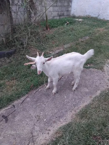 Mini cabra pet.