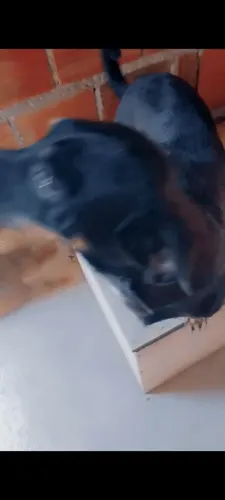 Adoção cachorrinho