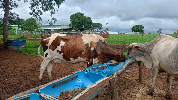 Vacas paridas girolandas